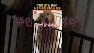 주인을 맞이하는 모습이 너무 귀여운 댕댕이의 행동