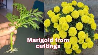 Grow marigold from cuttings at home very easy method home plant channel.