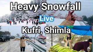 Kufri Shimla | Kufri Himachal Pradesh Kufri Snowfall 2024 | Heavy Snowfall Kufri Shimla l Snow l