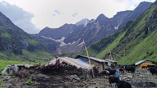 Milking in The Yak Farm  || Dolpa Nepal || Nepali Himalayan Village lifestyle  || lajimbudha ||