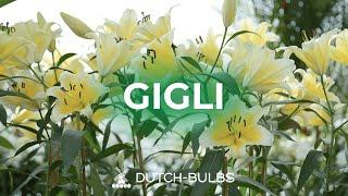 Piantare i bulbi di giglio in vaso│DUTCH-BULBS.COM