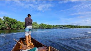 PESCA COM TARRAFA GRANDE TEM  VANTAGEM ??? pescando tainha no manguezal de tarrafa .