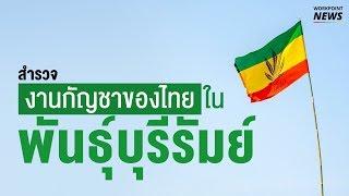 สำรวจ "พันธุ์บุรีรัมย์" มหกรรมความรู้กัญชาครบวงจร - Workpoint News