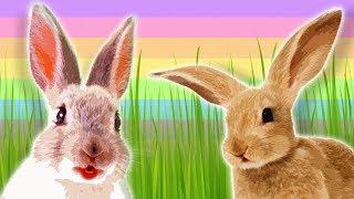 EASTER - Bunnies for Kids - Rabbits and Hares - Animals for Kids - Rabbit Facts