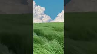 beautiful cloud nice air in field#beautiful #cloud #viral #youtubevideo #youtubeshorts #