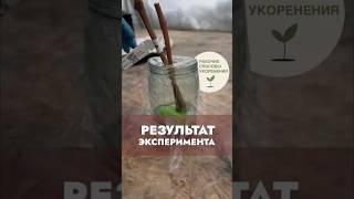 Результат эксперимента с укоренением черенков #виноградульяновска #дача #виноградарство