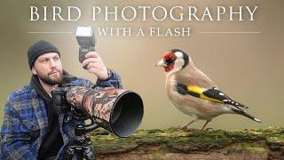 Bird Photography with Flash - Nikon z6 II & Sigma 150-600