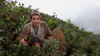 The Discovery of Nepenthes leonardoi by Stewart McPherson