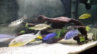 New Pick ups from South East Cichlids | Hap City 6 footer aquarium