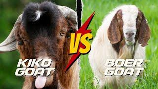 Kiko Goats vs Boer Goats: Which Breed is Best?