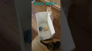 ЗАЯЦ В ГОСТЯХ Милые котики. Смешные коты. Смешные животные. Cute kittens. Cute Teddy kittens. Fun