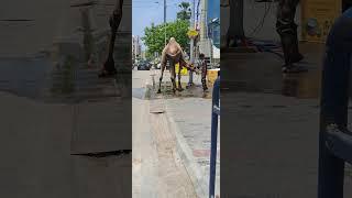 thoothukudi Chennai silks camel