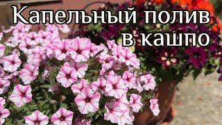 Ни капли не жалею об этой покупке. АВТОПОЛИВ в кашпо очень облегчает жизнь