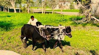 Ploughing field using bulls or Ox or animal