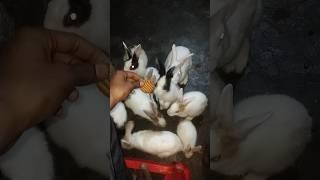 Rabbit ke sath masti #rabbit maza #play rabbit biskit