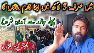 How Can I Start Goat Farming In Just 5 Lac Rupees - Goat Farming Buisness