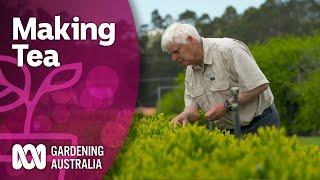 Behind the scenes of the world's southernmost tea farm | Discovery | Gardening Australia