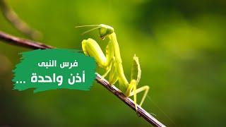 فرس النبى لة أذن واحدة ؟؟