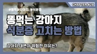 똥먹는 강아지 식분증 고치는 방법