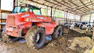  Wywalanie Obornika od Jałówek / Byków Ścielenie 2020 MANITOU MLT 628 Turbo