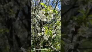 Cherry blossom tree from bud to blossom 