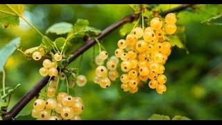 How to Grow (Ribes) Gooseberries & Currants - Complete Growing Guide