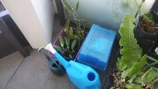 My Tiny Garden Tour Dec. 2024 & Tips for Balcony Gardening - Reverse Homesteading