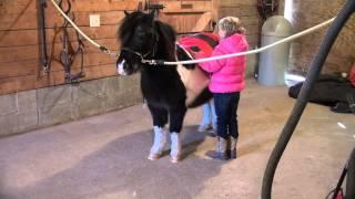 Oreo's Video By Horse Of My Dreams