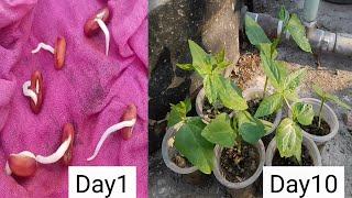 How to germinate long bean seeds