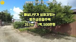 @경북땅지기신소장#영천토지#영천땅#영천부동산#매실나무가 심어져있는 금호읍 주택