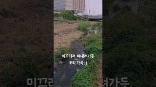 미끄러운 오리들 ~.~