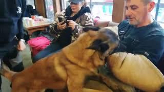 Malinois Bite Work