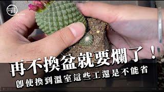 喵王的多肉陽台-再不換土就要爛光了！即使換到溫室這些還是要做～！