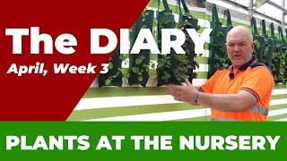 New Arrivals & Must-Have's at Our Plant Nursery  | April Week 3 Update