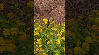 Black Swallowtail Butterfly on Lantana, Centre, Alabama for Wednesday Wildness