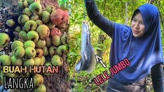 Mencari Buah Langka Di Hutan | Memancing Ikan Di Sungai