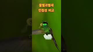 희귀영상 누가 더 민첩한가? #꿀벌 #벌새 #bee #Hummingbird