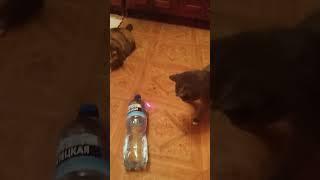 игра #funny #cat