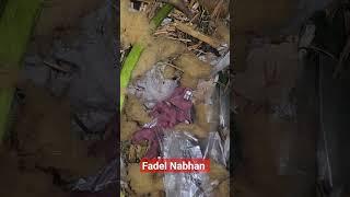 صغار الهامستر عمرهم ساعة واحدة إن لم تشاهد من قبل