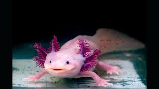 Axolotl | Axolotl Fish | Axolotl Fish Video | Axolotl Fish UHDV | Axolotl Fish FHDV | Axolotl Baby