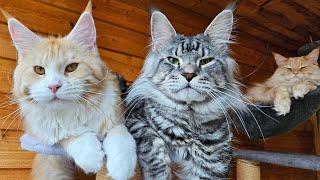 A Relaxing Day With 5 Maine Coon Cats