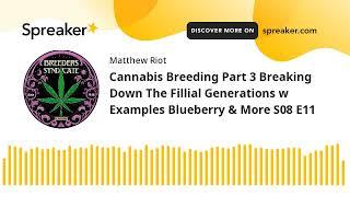 Cannabis Breeding Part 3 Breaking Down The Fillial Generations w Examples Blueberry & More S08 E11