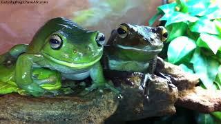 Today’s Best Frog at Stealing From Voigt is Round Frog!