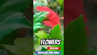 Beautiful hibiscus flowers for summer garden || my little babies my plants ️🪴#like #love #flowers