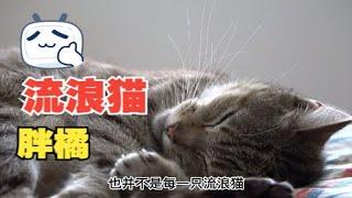 暖心！流浪猫被奶奶救助，两个月养成胖狸花，网友：一看就是奶奶带大的