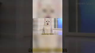 The little cat is making prank on the host after being ignored for a long time #cats #Cat owners #C