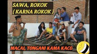 SAWA, ROKOK ( KARNA ROKOK ) || KAMA KACO