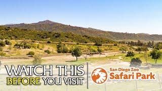 The Beginner's Guide to the San Diego Zoo Safari Park