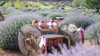 Soothing Views of Lavender Fields- Relax Video with Ambient Nature Sounds  ASMR Ambience Meditation