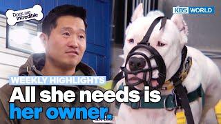 [Weekly Highlights] All she needs is her owner [Dogs Are Incredible] | KBS WORLD TV 240312